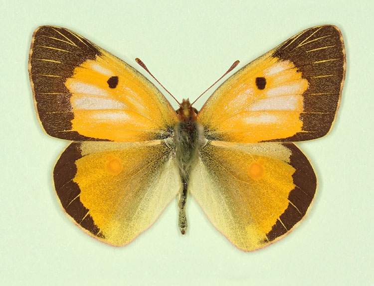 Colias croceus male (aberrant form nov 2) (Internet Image property of respective owner, non-commercial use only)